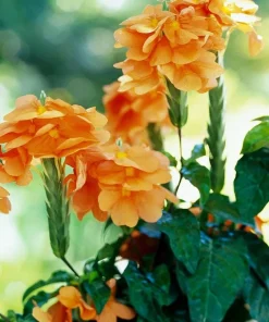 Crossandra Mona Wallhead Live Plants - Firecracker Flower - Pack of 2, 5-9