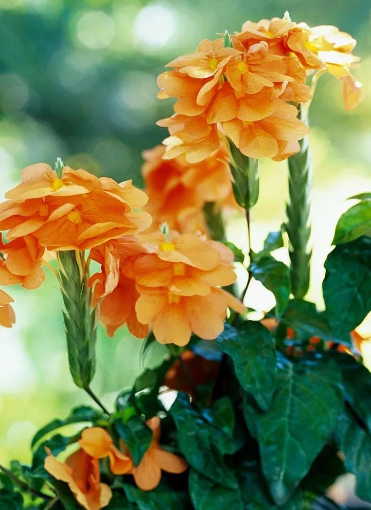 Crossandra Mona Wallhead Live Plants - Firecracker Flower - Pack of 2, 5-9" Tall, Salmon-Orange Blooms - Image 3