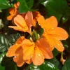 Crossandra Mona Wallhead Live Plants - Firecracker Flower - Pack of 2, 5-9" Tall, Salmon-Orange Blooms - Image 1