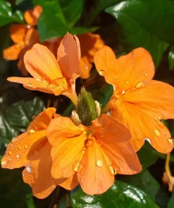 Crossandra Mona Wallhead Live Plants - Firecracker Flower - Pack of 2, 5-9" Tall, Salmon-Orange Blooms - Image 1