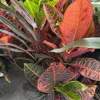 Croton Petra Live Plant - Colorful Foliage Houseplant - Image 1