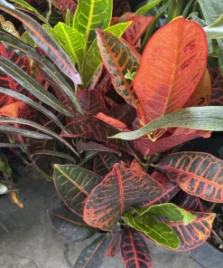 Croton Petra Live Plant - Colorful Foliage Houseplant - Image 1