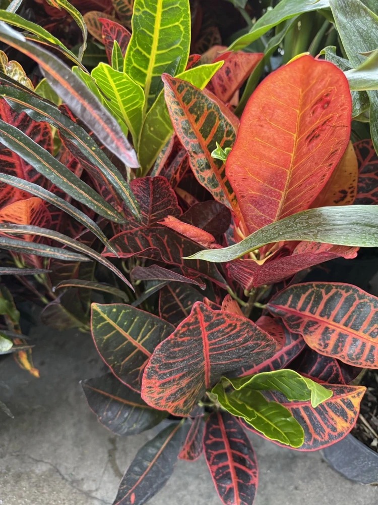 Croton Petra Live Plant - Colorful Foliage Houseplant - Image 1