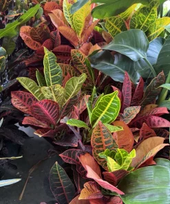 Croton Petra Live Plant - Colorful Foliage Houseplant - Image 2