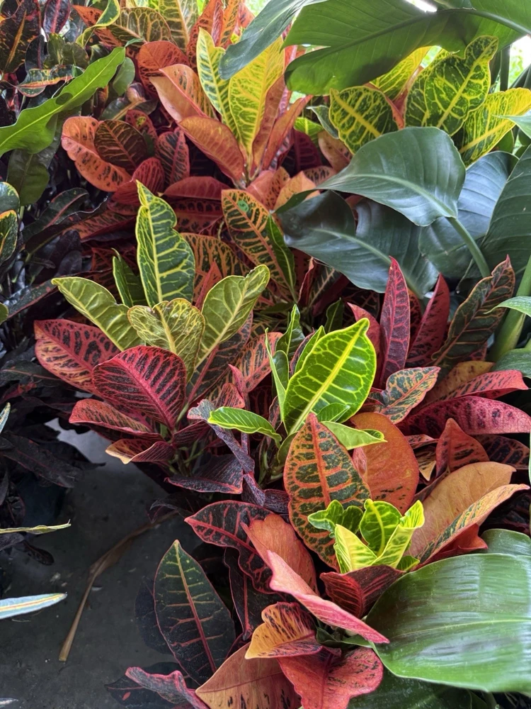 Croton Petra Live Plant - Colorful Foliage Houseplant - Image 2