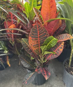 Croton Petra Live Plant - Colorful Foliage Houseplant - Image 3