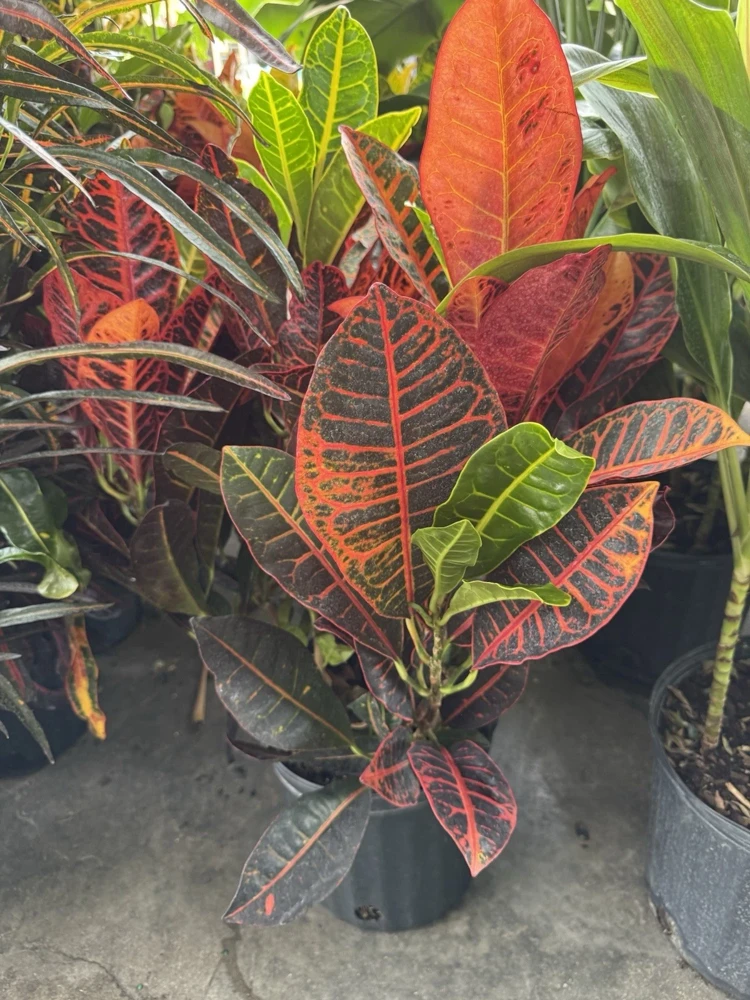 Croton Petra Live Plant - Colorful Foliage Houseplant - Image 3