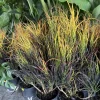 Croton Picasso Paintbrush Live Plant - Vibrant Indoor/Outdoor Foliage - Image 1