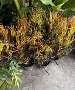 Croton Picasso's Paintbrush Live Plant - Colorful Tropical Foliage Houseplant - Image 2