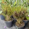 Croton Picasso's Paintbrush Live Plant – Colorful Tropical Houseplant - Image 1