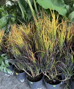 Croton Picasso's Paintbrush Live Plant - Colorful Tropical Foliage Houseplant - Image 1