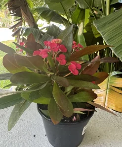 Crown of Thorns Live Plant - Euphorbia milii Flowering Succulent in Pot - Image 2