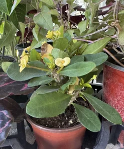 Crown of Thorns Live Plant - Euphorbia milii Flowering Succulent in Pot - Image 3