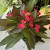 Crown of Thorns Live Plant - Euphorbia milii Flowering Succulent in Pot - Image 1