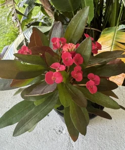 Crown of Thorns Live Plant - Euphorbia milii Flowering Succulent in Pot - Image 1