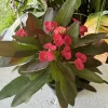 Crown of Thorns Live Plant – Euphorbia milii Houseplant – Indoor/Outdoor - Image 1