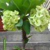 Crown of Thorns Live Plant - Succulent Houseplant - Easy Care - Image 1
