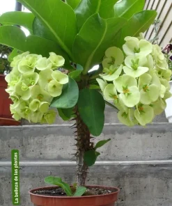 Crown of Thorns Live Plant - Succulent Houseplant - Easy Care - Image 1