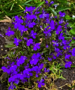 Crystal Palace Lobelia Erinus Flower Seeds - 200 Seeds, Purple Blue, Trailing/Mounding - Image 10