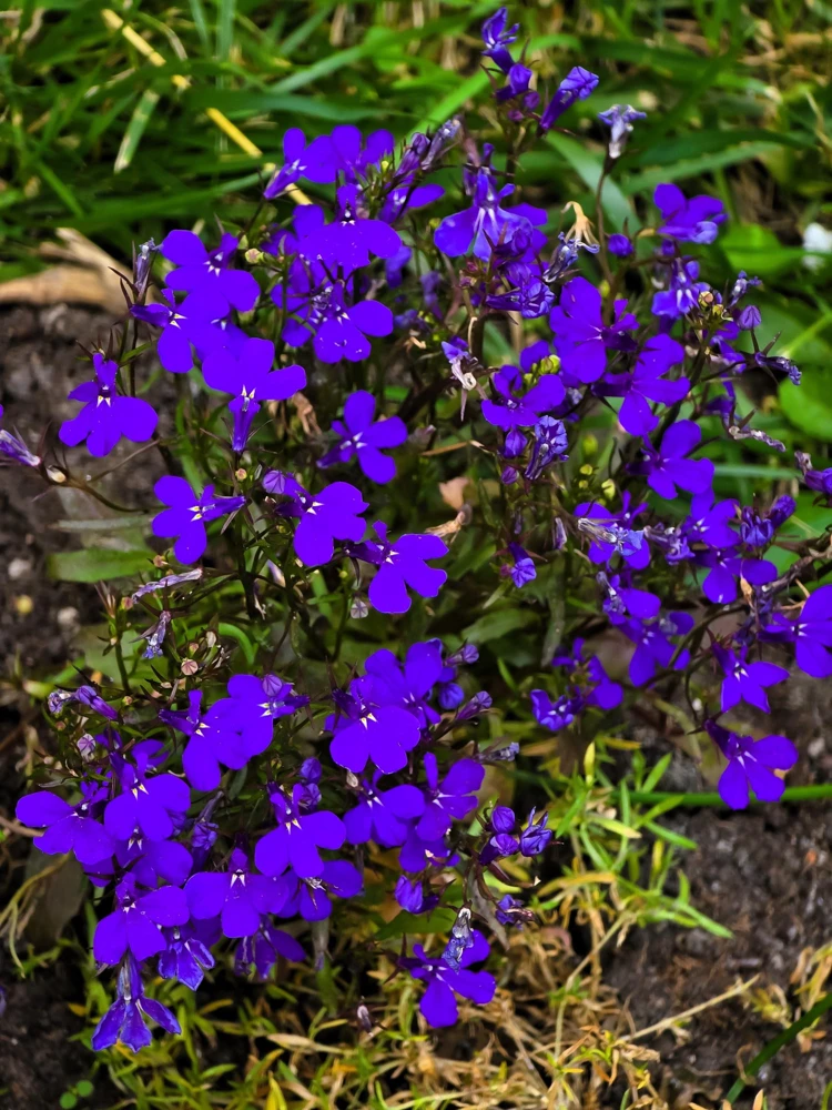 Crystal Palace Lobelia Erinus Flower Seeds - 200 Seeds, Purple Blue, Trailing/Mounding - Image 10