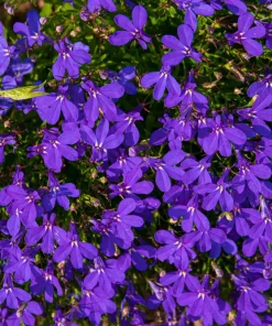 Crystal Palace Lobelia Erinus Flower Seeds - 200 Seeds, Purple Blue, Trailing/Mounding - Image 2