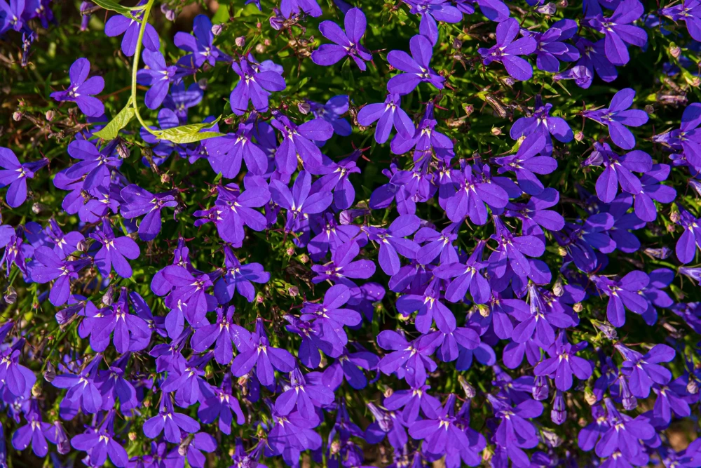 Crystal Palace Lobelia Erinus Flower Seeds - 200 Seeds, Purple Blue, Trailing/Mounding - Image 2