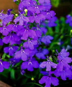 Crystal Palace Lobelia Erinus Flower Seeds - 200 Seeds, Purple Blue, Trailing/Mounding - Image 3