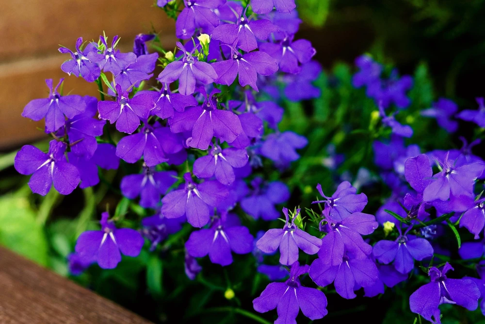 Crystal Palace Lobelia Erinus Flower Seeds - 200 Seeds, Purple Blue, Trailing/Mounding - Image 3