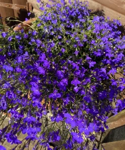 Crystal Palace Lobelia Erinus Flower Seeds - 200 Seeds, Purple Blue, Trailing/Mounding - Image 4