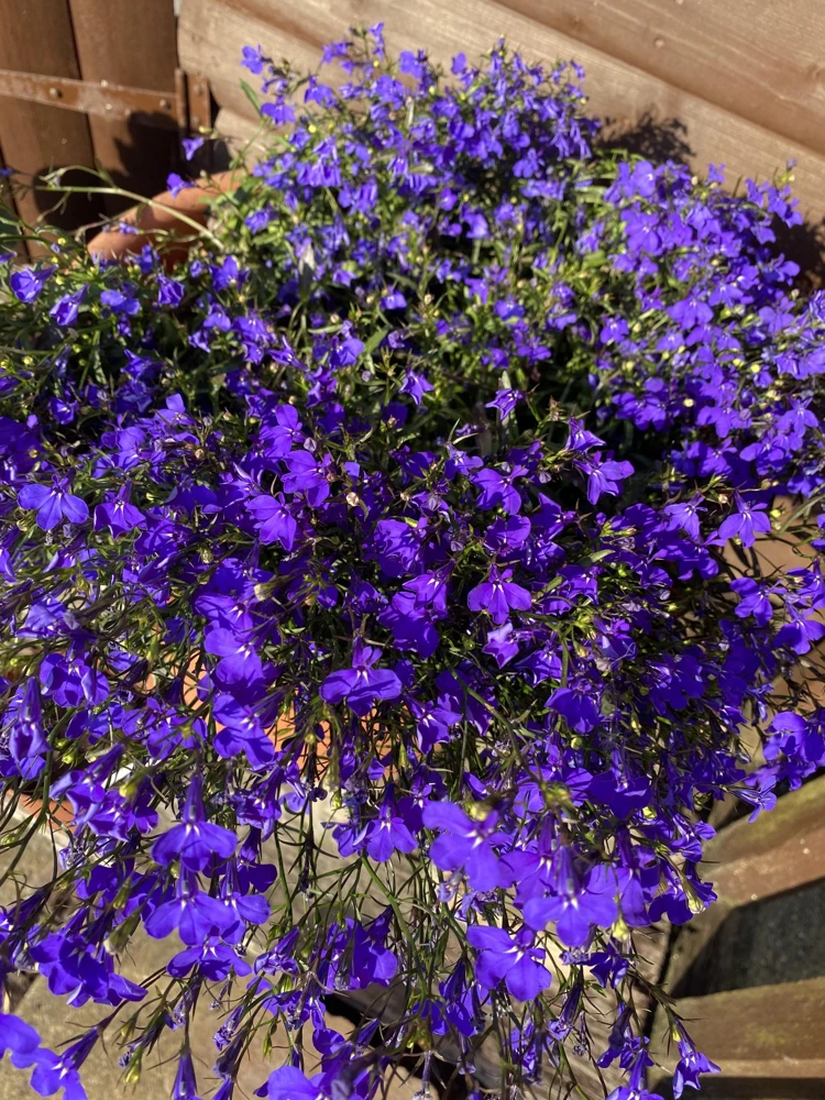 Crystal Palace Lobelia Erinus Flower Seeds - 200 Seeds, Purple Blue, Trailing/Mounding - Image 4