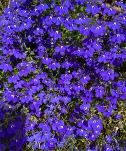 Crystal Palace Lobelia Erinus Flower Seeds - 200 Seeds, Purple Blue, Trailing/Mounding - Image 5