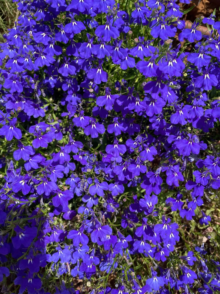 Crystal Palace Lobelia Erinus Flower Seeds - 200 Seeds, Purple Blue, Trailing/Mounding - Image 5