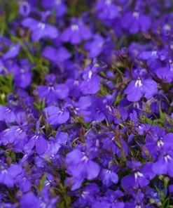 Crystal Palace Lobelia Erinus Flower Seeds - 200 Seeds, Purple Blue, Trailing/Mounding - Image 6