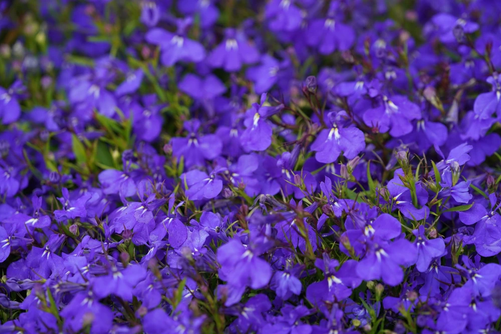 Crystal Palace Lobelia Erinus Flower Seeds - 200 Seeds, Purple Blue, Trailing/Mounding - Image 6