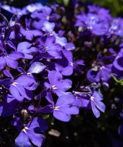 Crystal Palace Lobelia Erinus Flower Seeds - 200 Seeds, Purple Blue, Trailing/Mounding - Image 7