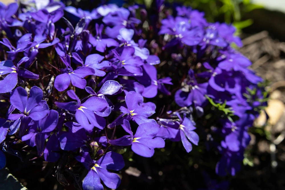 Crystal Palace Lobelia Erinus Flower Seeds - 200 Seeds, Purple Blue, Trailing/Mounding - Image 7