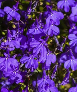 Crystal Palace Lobelia Erinus Flower Seeds - 200 Seeds, Purple Blue, Trailing/Mounding - Image 8