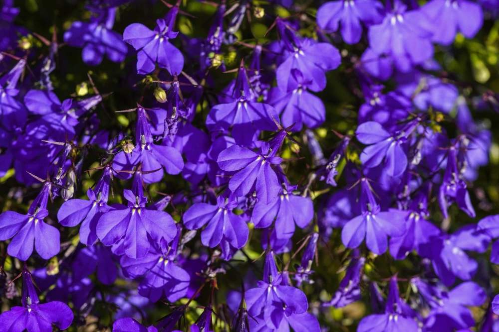 Crystal Palace Lobelia Erinus Flower Seeds - 200 Seeds, Purple Blue, Trailing/Mounding - Image 8