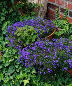 Crystal Palace Lobelia Erinus Flower Seeds - 200 Seeds, Purple Blue, Trailing/Mounding - Image 9