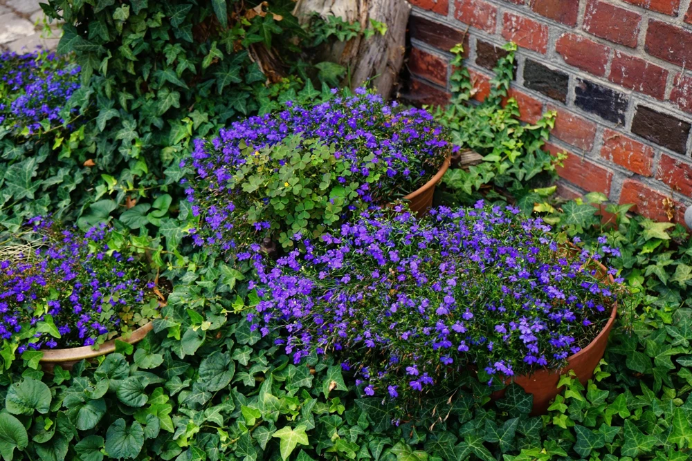 Crystal Palace Lobelia Erinus Flower Seeds - 200 Seeds, Purple Blue, Trailing/Mounding - Image 9