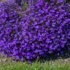 Crystal Palace Lobelia Erinus Flower Seeds - 200 Seeds, Purple Blue, Trailing/Mounding - Image 1