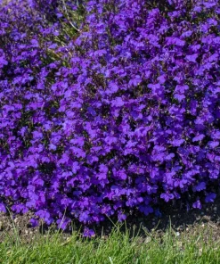 Crystal Palace Lobelia Erinus Flower Seeds - 200 Seeds, Purple Blue, Trailing/Mounding - Image 1