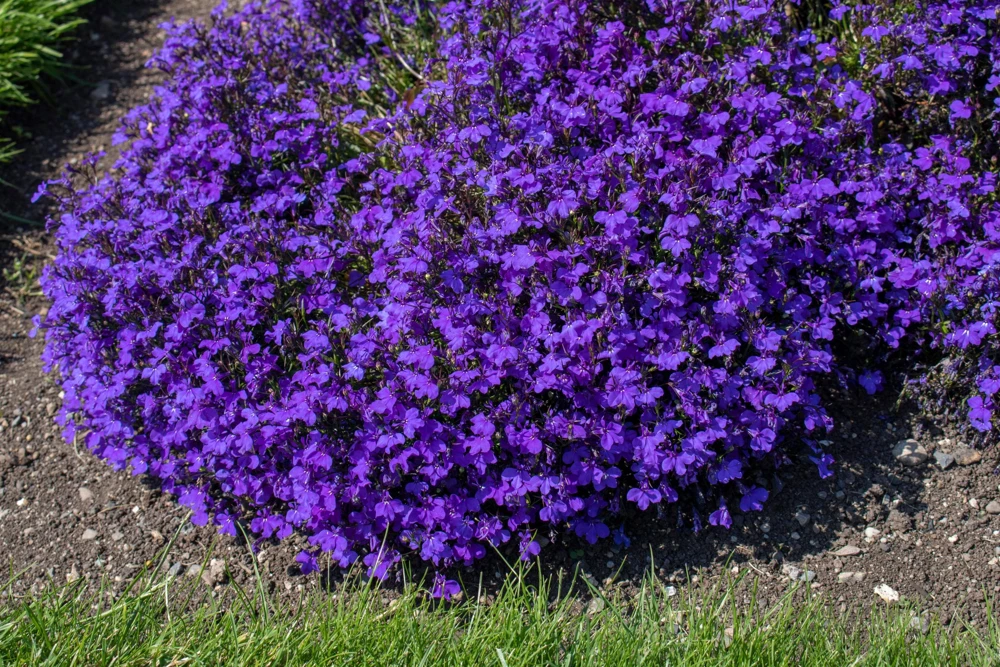 Crystal Palace Lobelia Erinus Flower Seeds - 200 Seeds, Purple Blue, Trailing/Mounding - Image 1