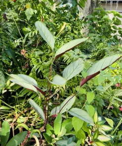 Ctenanthe Live Plant - Never Never Plant Houseplant - Tropical Foliage - Image 2