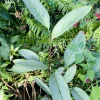 Ctenanthe Live Plant - Vibrant Prayer Plant for Indoor Decor - Image 1