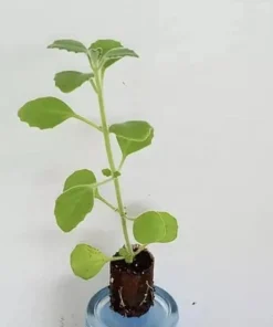 Cuban Oregano Live Plant - Mexican Mint, 4-6 Inch Tall, Indoor/Outdoor Herb - Image 10