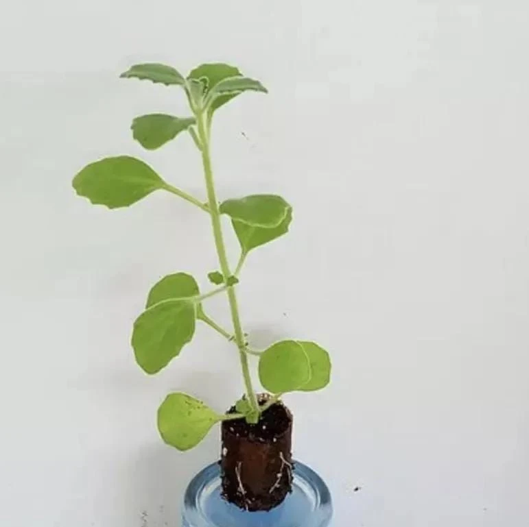 Cuban Oregano Live Plant - Mexican Mint, 4-6 Inch Tall, Indoor/Outdoor Herb - Image 10