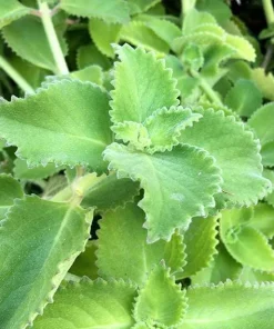 Cuban Oregano Live Plant - Mexican Mint, 4-6 Inch Tall, Indoor/Outdoor Herb - Image 2