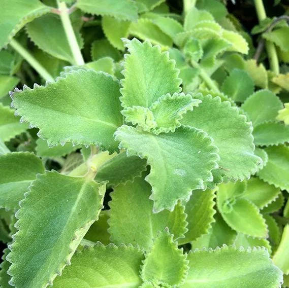 Cuban Oregano Live Plant - Mexican Mint, 4-6 Inch Tall, Indoor/Outdoor Herb - Image 2