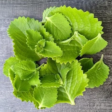 Cuban Oregano Live Plant - Mexican Mint, 4-6 Inch Tall, Indoor/Outdoor Herb - Image 3